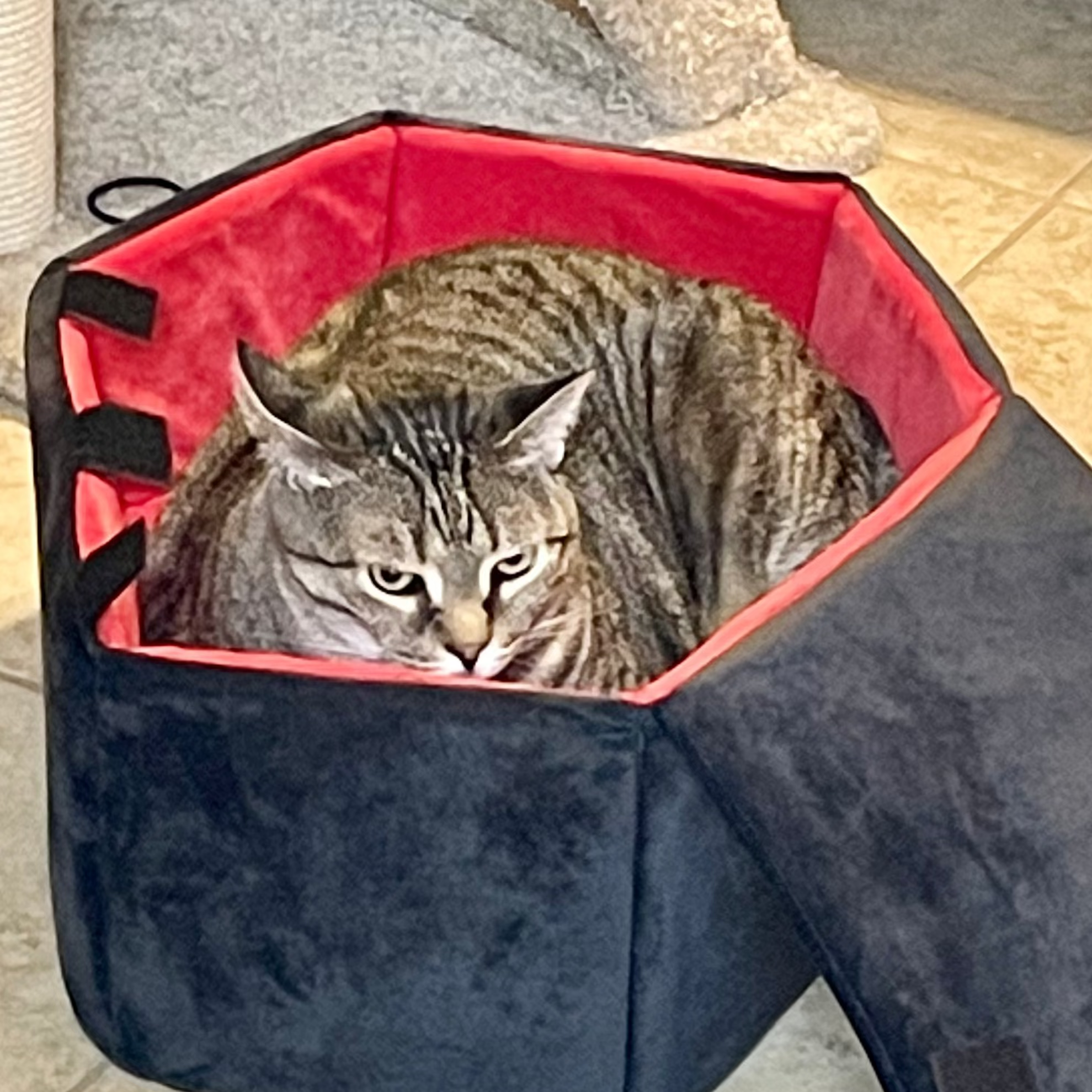 Cat lying inside a black and red pet bed on a tiled floor.